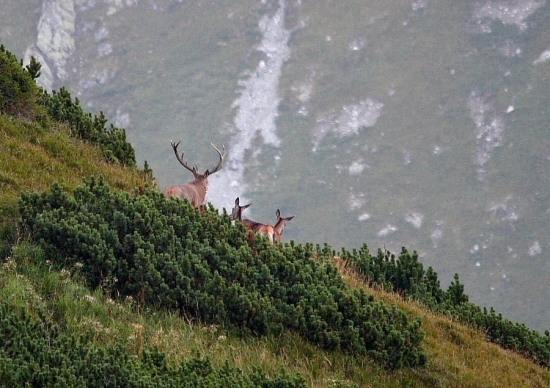 Na hrane dvoch svetov