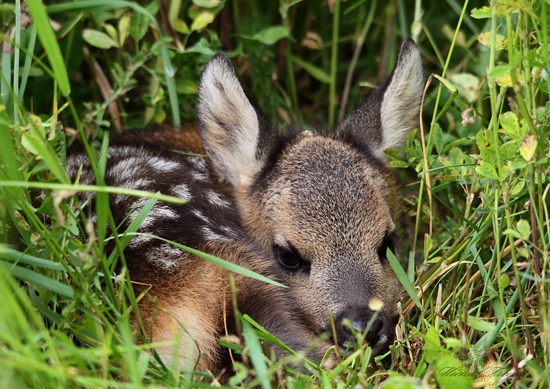 Keď pršalo mrholilo srnčiatko sa narodilo