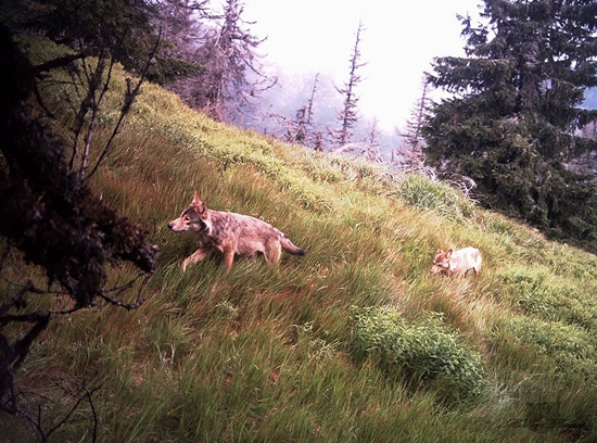 Po nočnom love späť do kosovky.