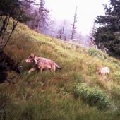 Po nočnom love späť do kosovky.