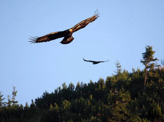 Pár Orola skalného