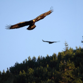 Pár Orola skalného