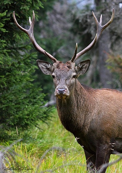 Čo ako no nevošiel sa. Privábený
