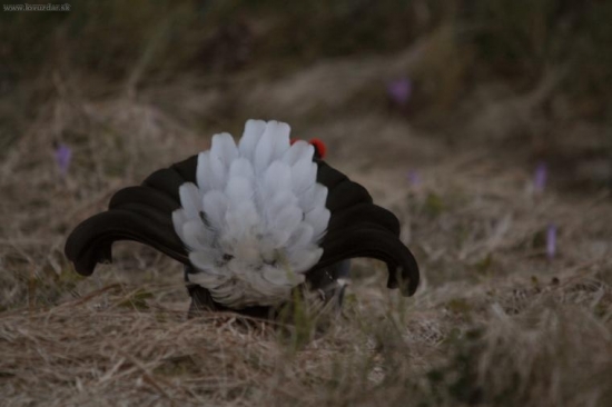 Skratka mal ma v zad.....