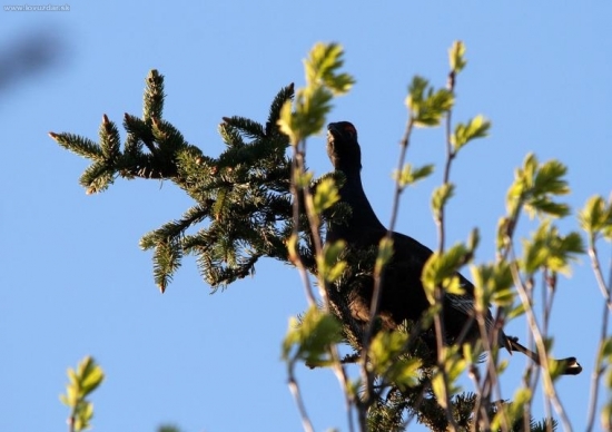TETROVEC-konečne som ho dostal