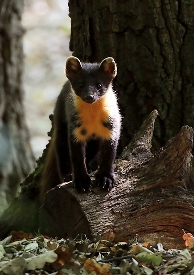 Vtáčí predátor -  Kuna lesná