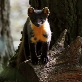 Vtáčí predátor -  Kuna lesná