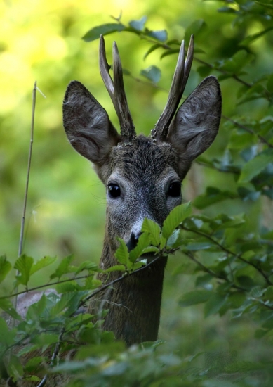 Raz som pískol a už sa nevošiel