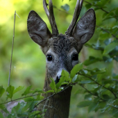 Raz som pískol a už sa nevošiel