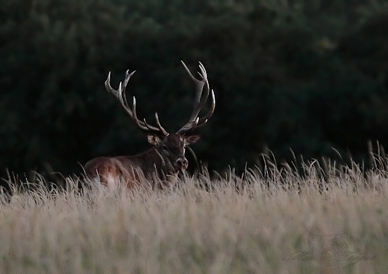 Venoval mi aspoň pohľad