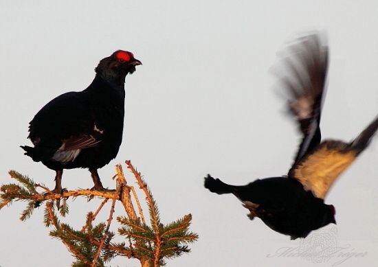 Vzletovka-nepodarená :(