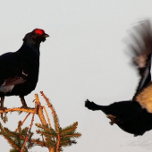Vzletovka-nepodarená :(