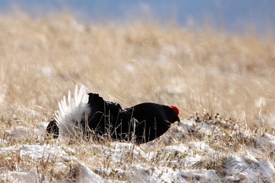 Na prašane černokňažník