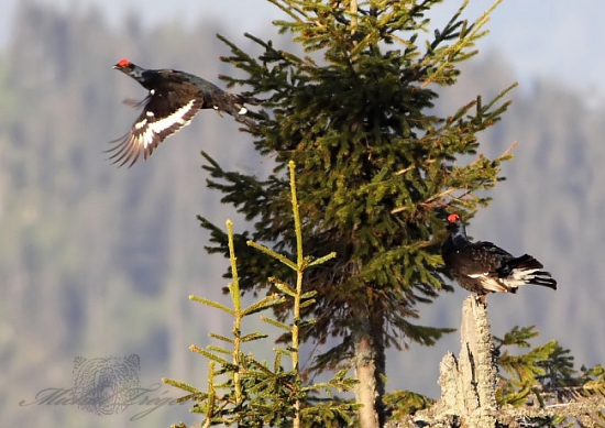 Riadiaca veža obsadená :))