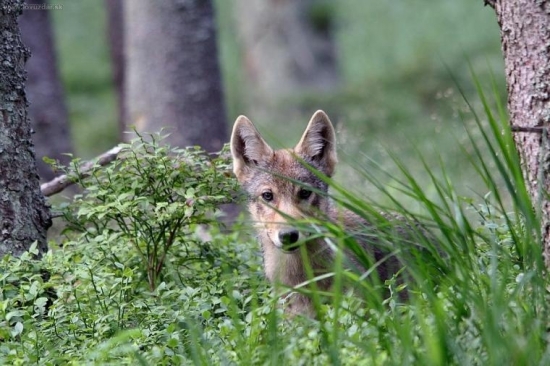 Tomu sa vraví šťastie