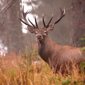 Keď sa hmla rozplyva