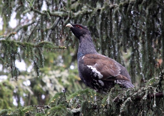 Hlucháň trochu inak