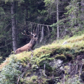 Jelienok na skalnej terase