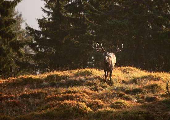 Keď sen sa premení v realitu