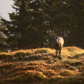 Keď sen sa premení v realitu