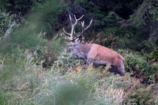 Doslova plemenný býk