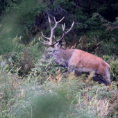 Doslova plemenný býk