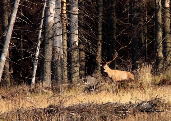 .....foto a jazva na čele. To jedine mi po ňom zostalo.