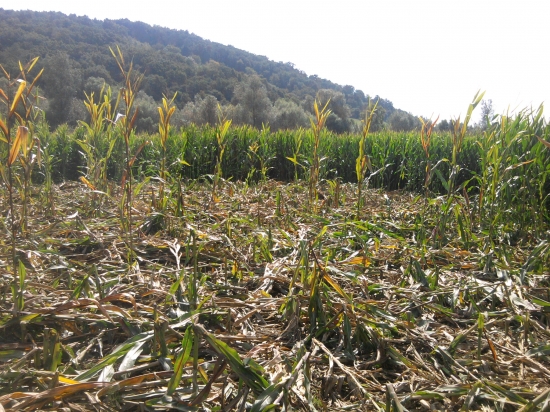 kukurica po návšteve 2