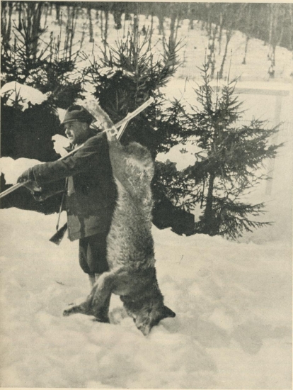 Veľký vlk alebo malý lovec ??