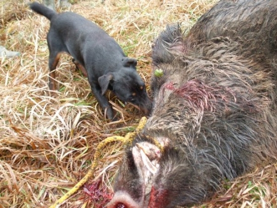 Kesi z Jablonských lazov