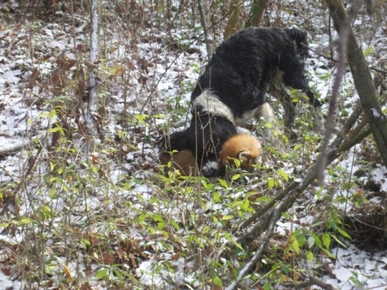 načo dostrelovat? mame Andyho