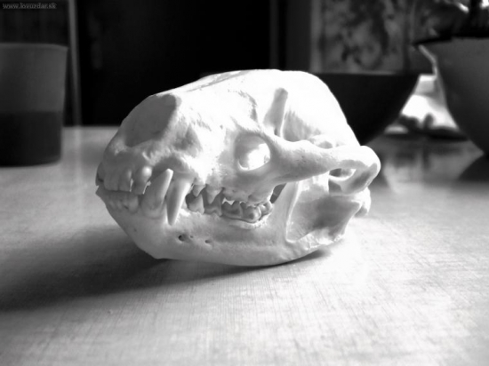 zlatý jazvec troška umeleckejšie