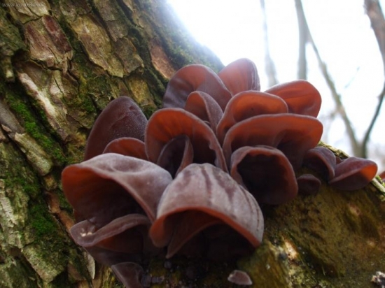 zase judášove ucho