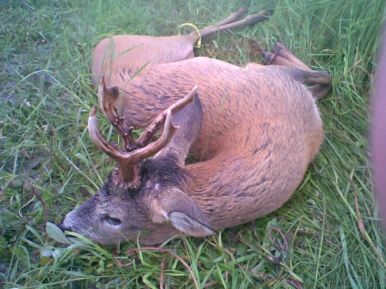 Krásny lov - plechový srnec