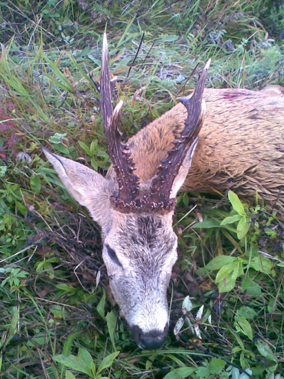 Tatranský srnec - 125,52 CIC