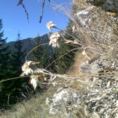 Plesnivec alpínsky - Rakúsky chrbát a Komíny v pozadí.