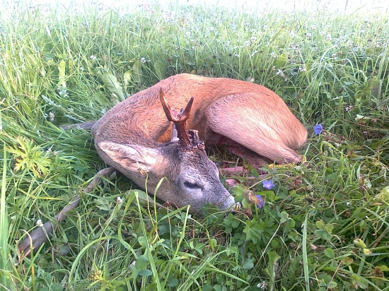 Zdarila sa taká menšia raritka.