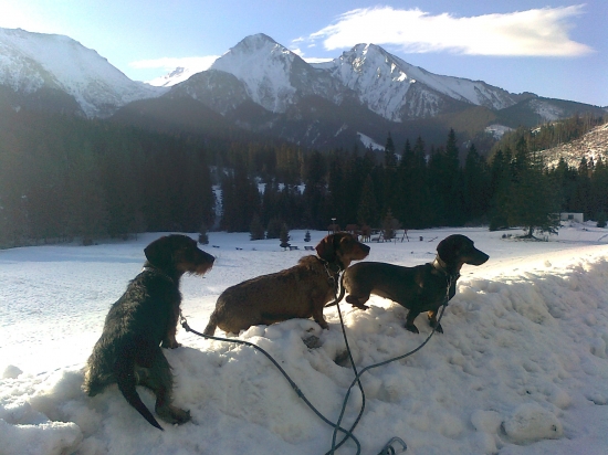 Svorka dravcov oddychuje po práci.
