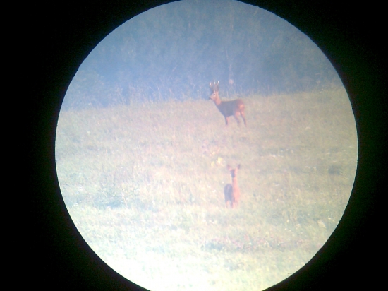 Dobrý srnec no zlá fotka