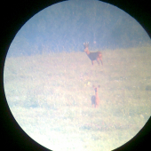 Dobrý srnec no zlá fotka