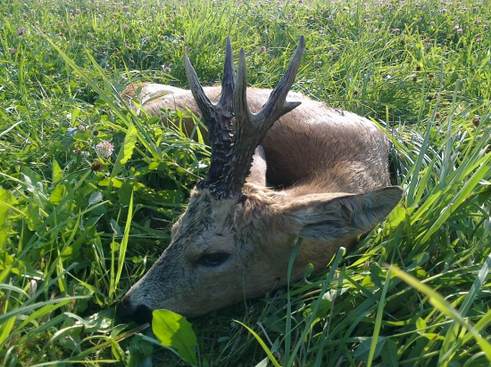 Lichnovský krásavec 2.