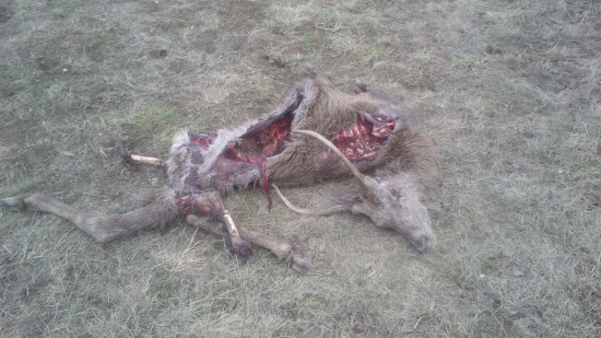 hostina ešte neskončila