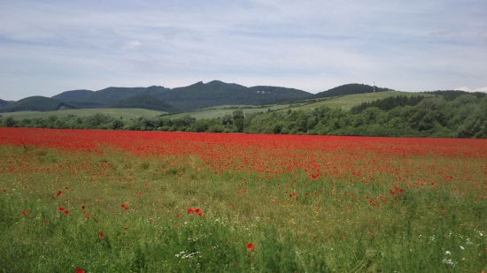 červené more