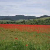 červené more