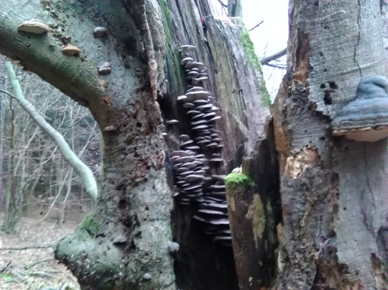 jesenné inšpirácie