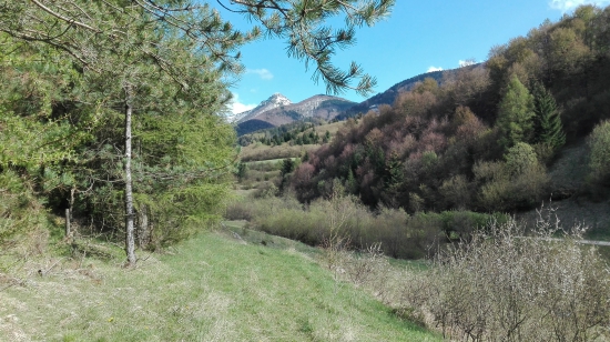 jarná