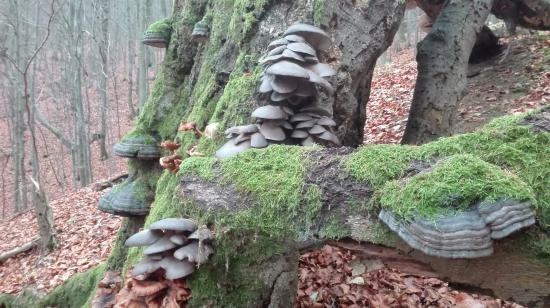 chutná, zravá...a krásna