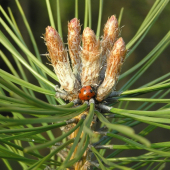Schúlená