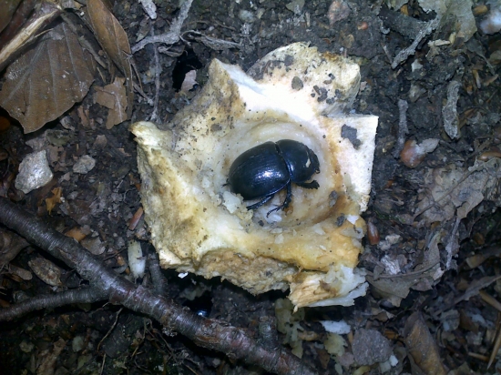 A takto si spím v hríbiku...