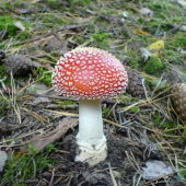 Fešanda